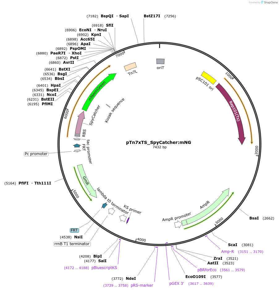 225185-plasmid-map-sequence-id-446750