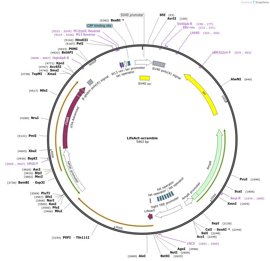 217499-plasmid-map-sequence-id-446761