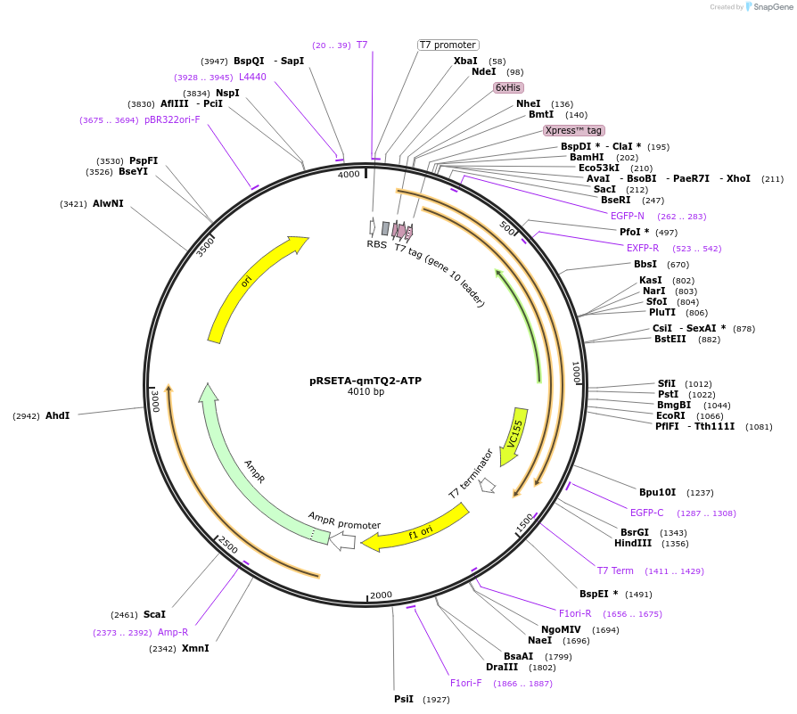225247-plasmid-map-sequence-id-446764