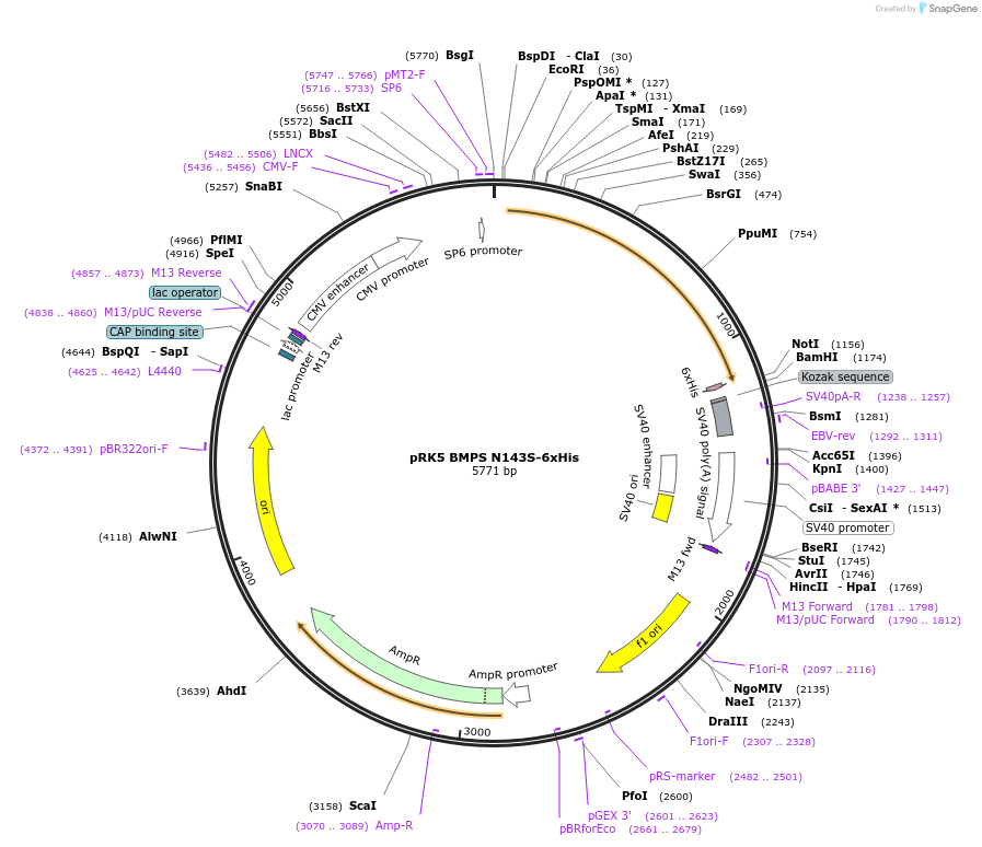 208891-plasmid-map-sequence-id-446771