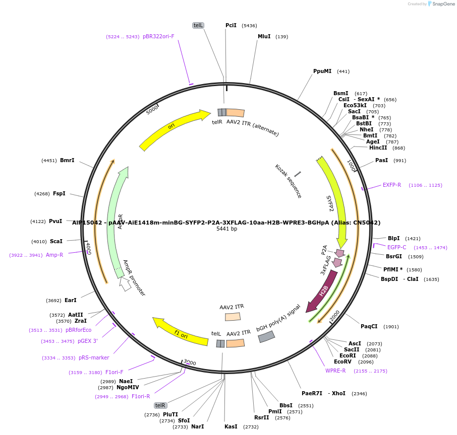 224188-plasmid-map-sequence-id-446775