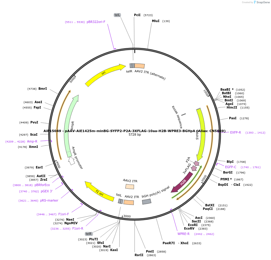 224191-plasmid-map-sequence-id-446777