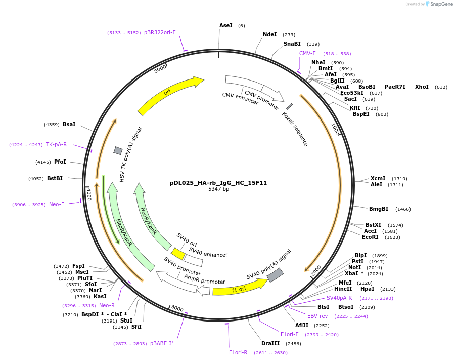 193622-plasmid-map-sequence-id-446783
