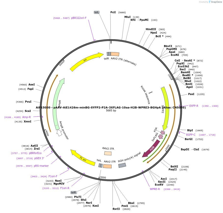 224192-plasmid-map-sequence-id-446785