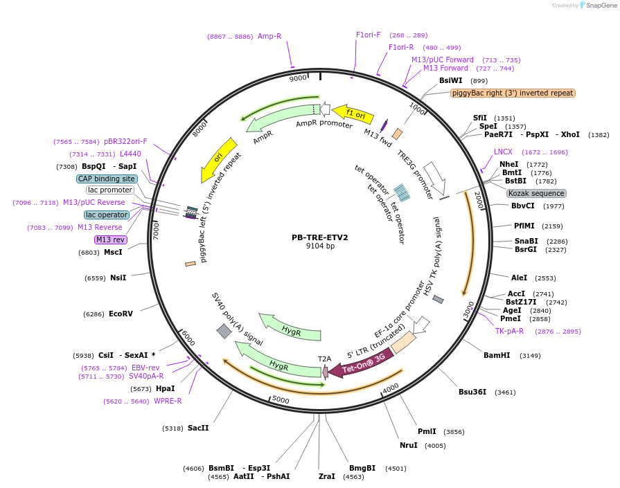 225051-plasmid-map-sequence-id-446815