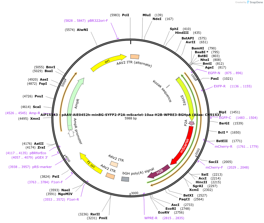 224193-plasmid-map-sequence-id-446816