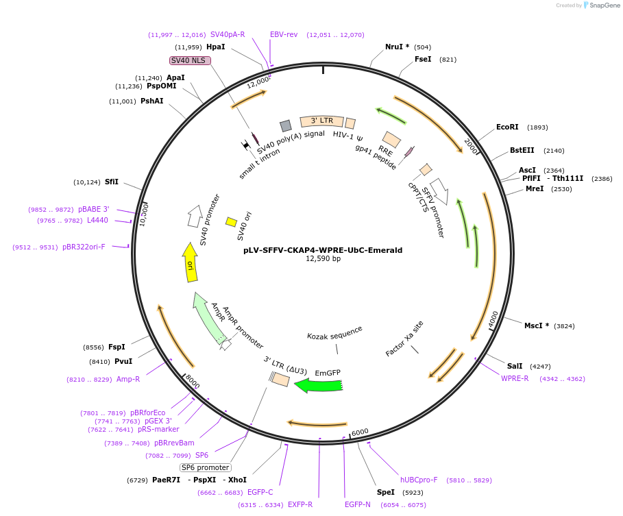 225943-plasmid-map-sequence-id-446819