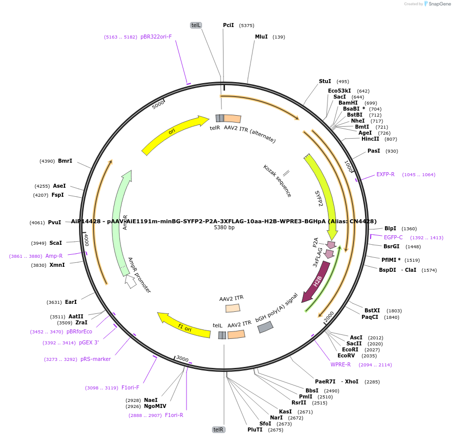 224182-plasmid-map-sequence-id-446820