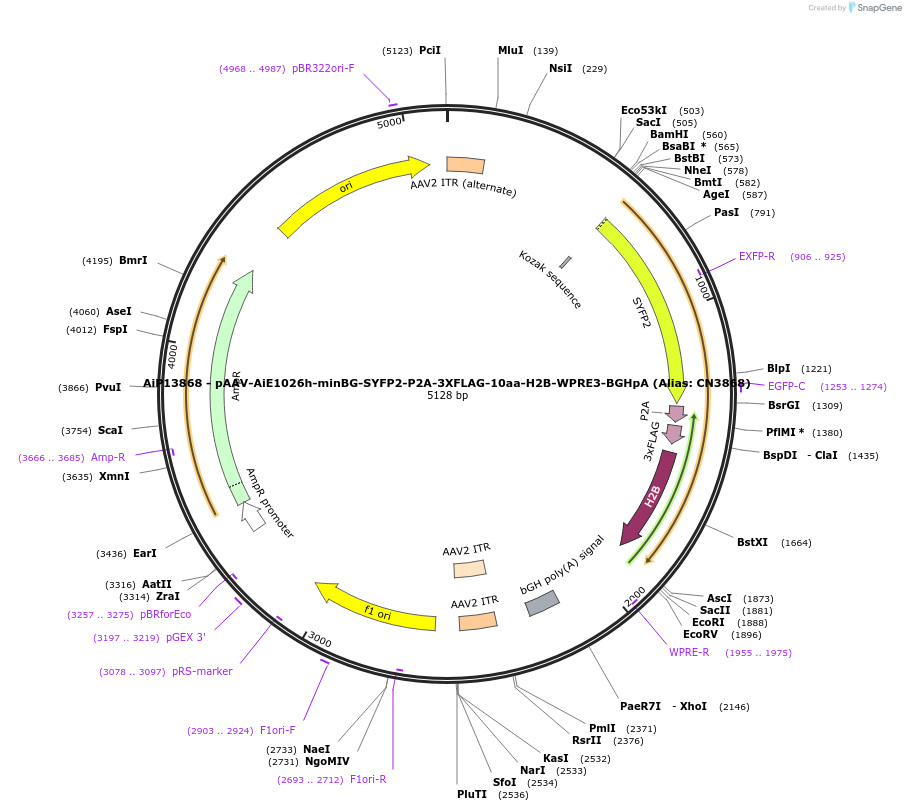 224177-plasmid-map-sequence-id-446825