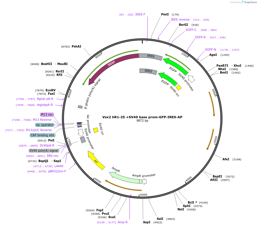 225882-plasmid-map-sequence-id-446857