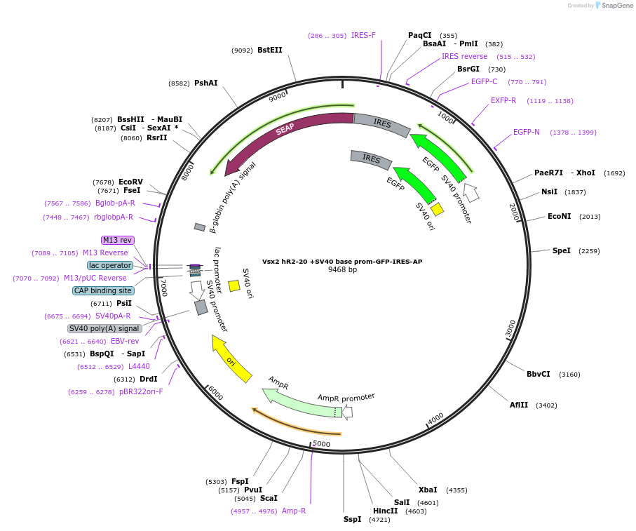 225883-plasmid-map-sequence-id-446859