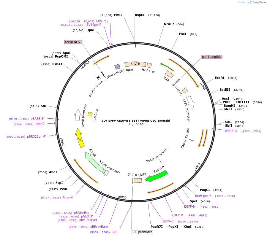 225955-plasmid-map-sequence-id-446861