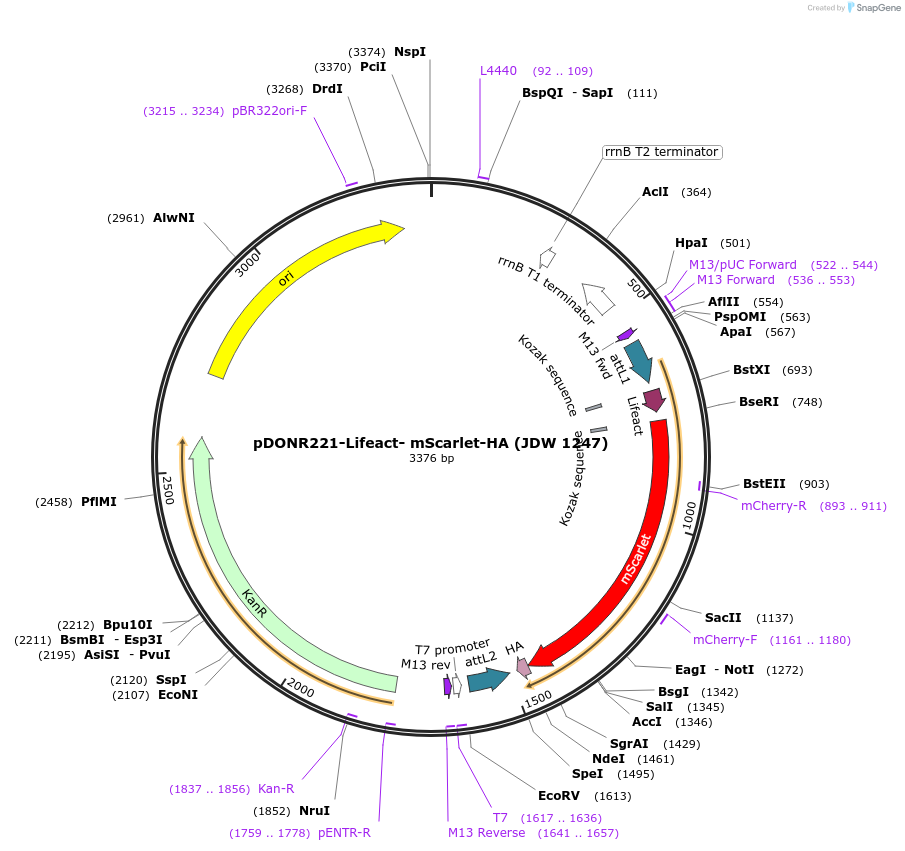 224538-plasmid-map-sequence-id-446865