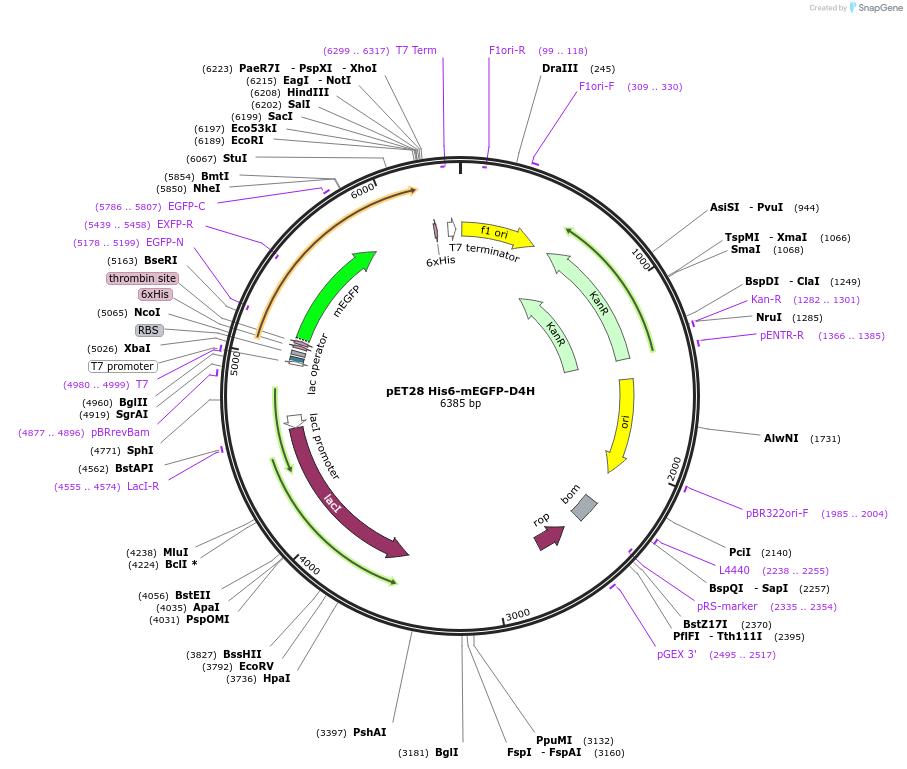 226373-plasmid-map-sequence-id-446869