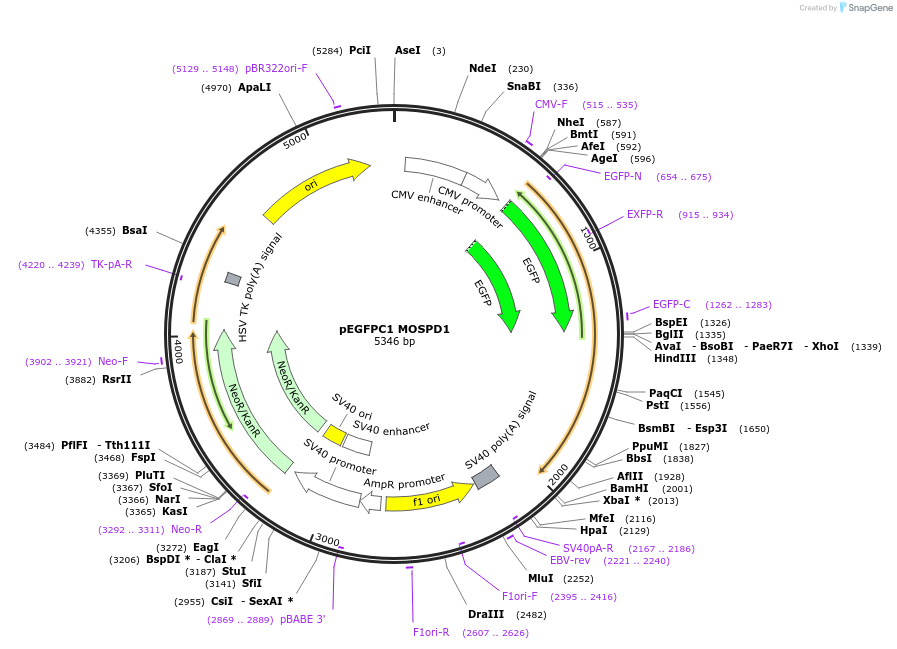 226404-plasmid-map-sequence-id-446870