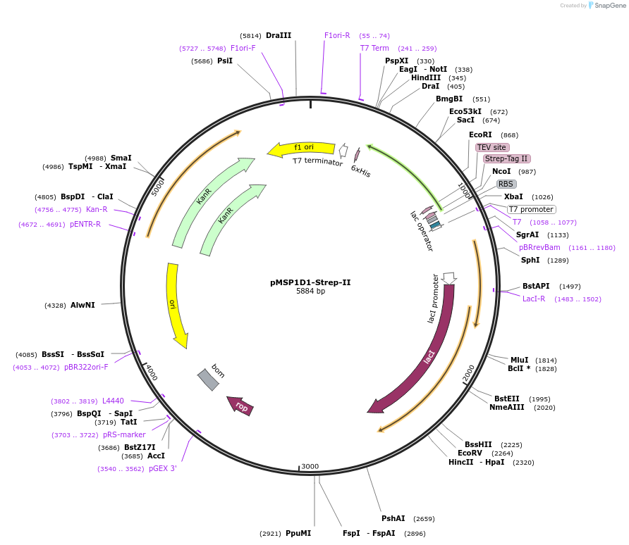 224209-plasmid-map-sequence-id-446873