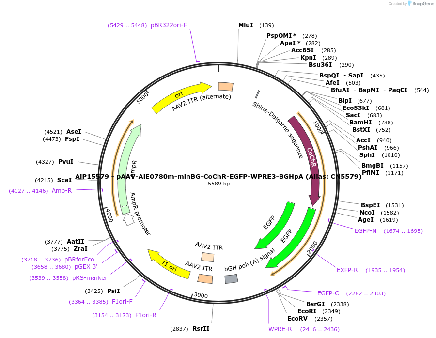 224201-plasmid-map-sequence-id-446874