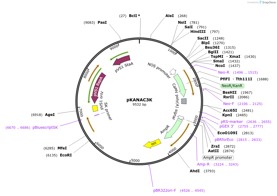 221545-plasmid-map-sequence-id-446876