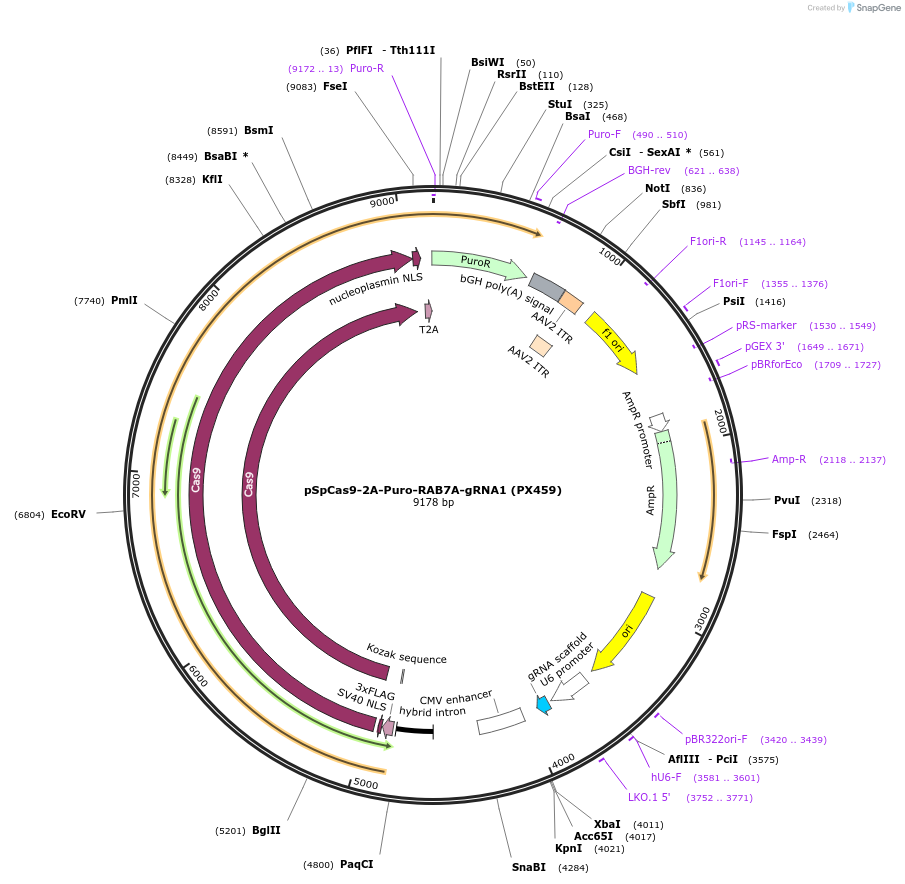 221551-plasmid-map-sequence-id-446879