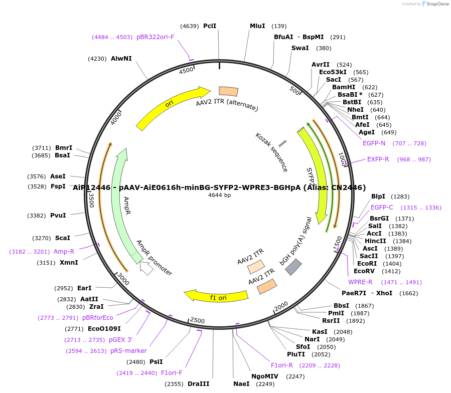 224163-plasmid-map-sequence-id-446884