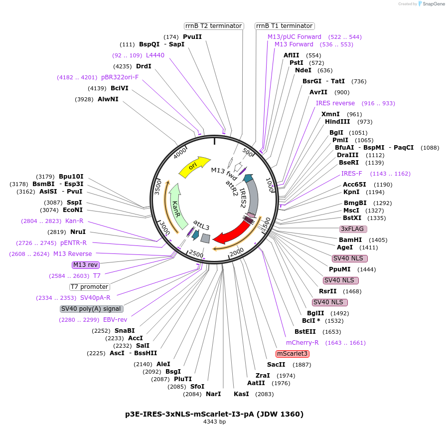 224536-plasmid-map-sequence-id-446885