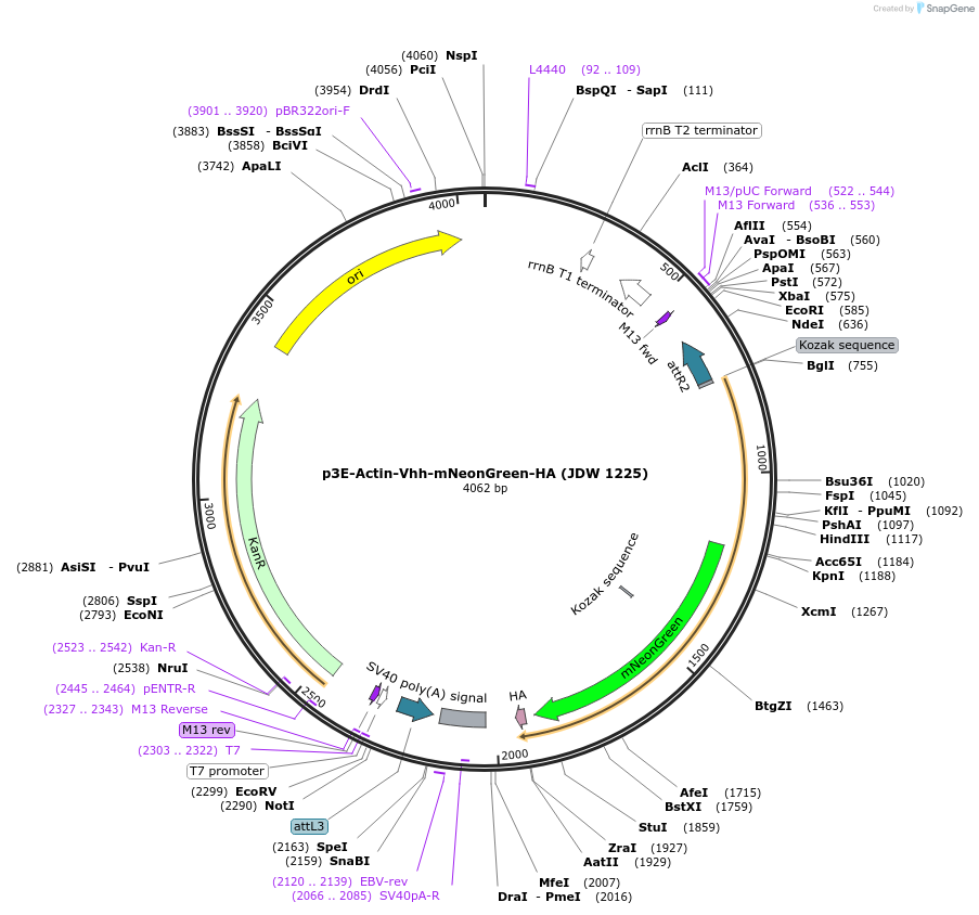 224534-plasmid-map-sequence-id-446887