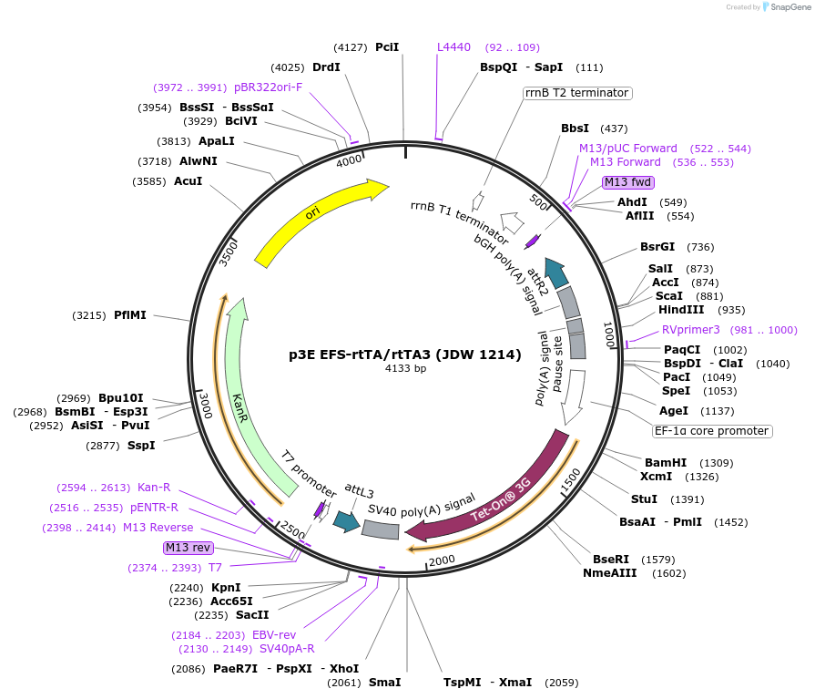 224533-plasmid-map-sequence-id-446891