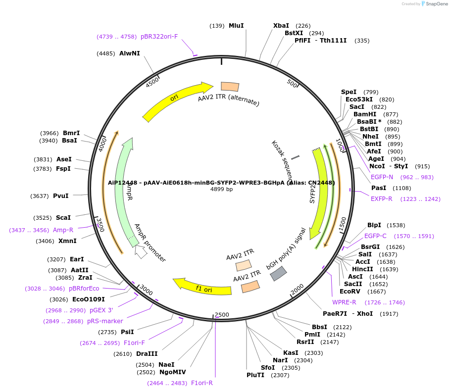 224165-plasmid-map-sequence-id-446892
