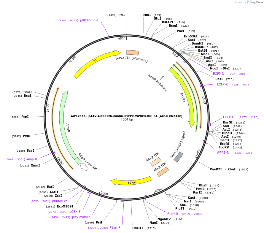 224162-plasmid-map-sequence-id-446897