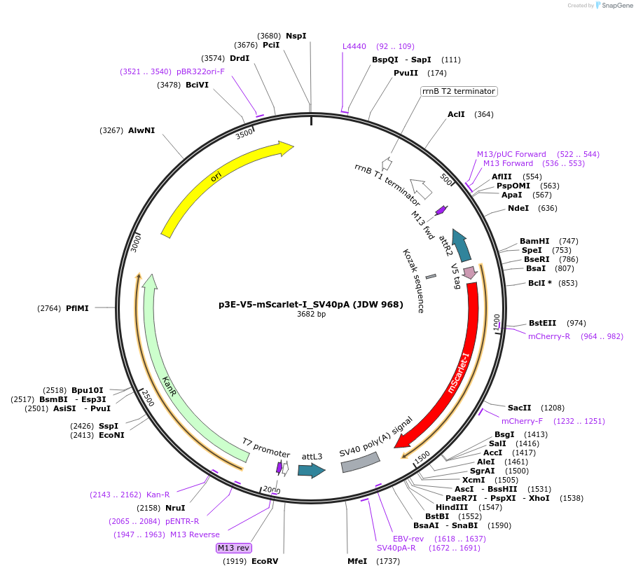 224529-plasmid-map-sequence-id-446898