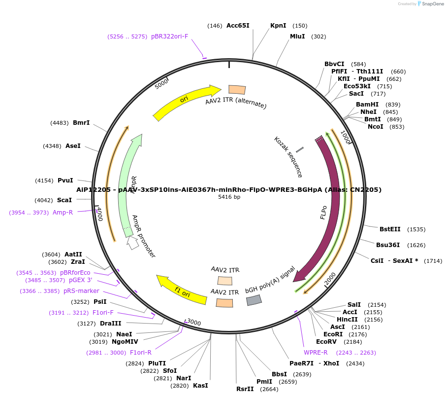 224160-plasmid-map-sequence-id-446899