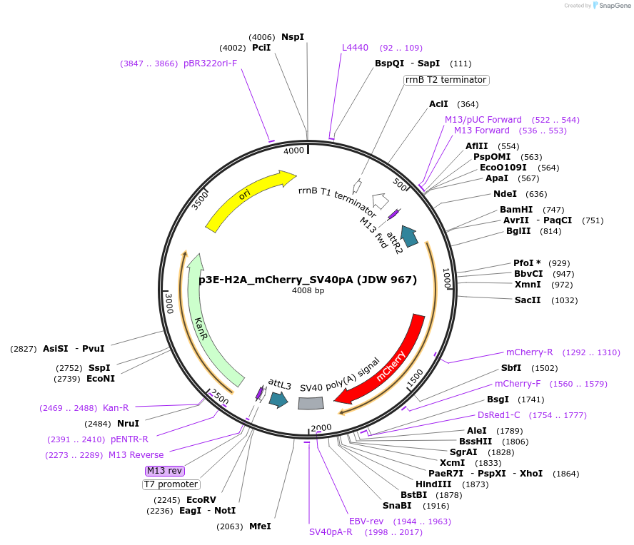 224528-plasmid-map-sequence-id-446900