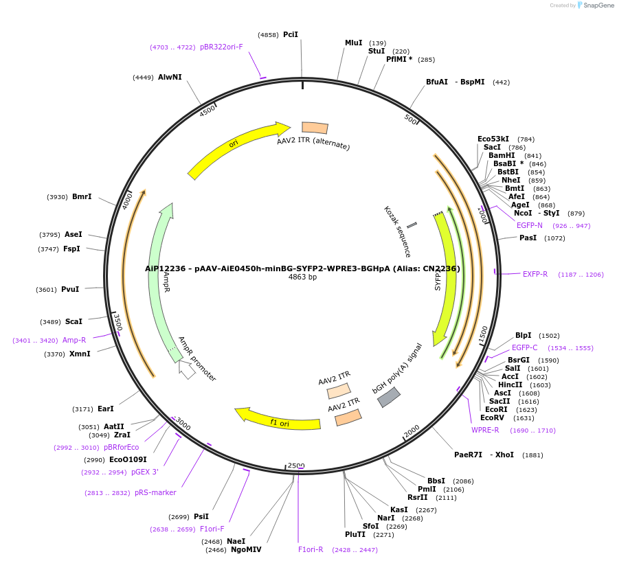 224161-plasmid-map-sequence-id-446901