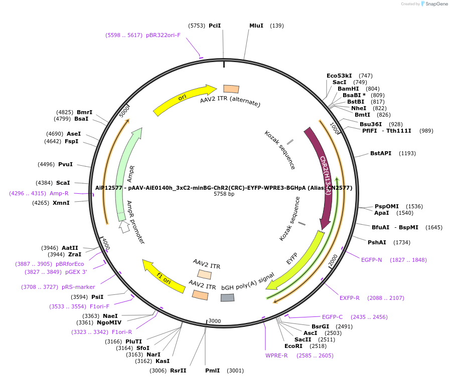 224166-plasmid-map-sequence-id-446902