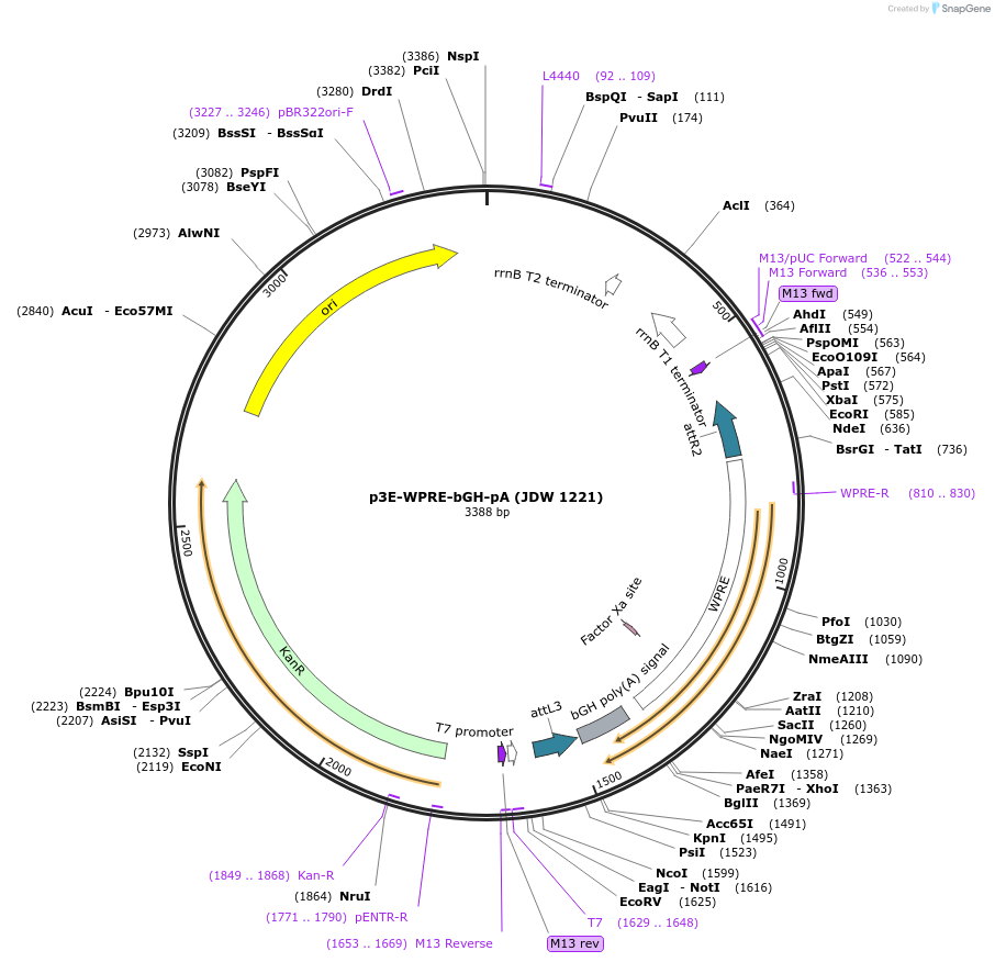 224527-plasmid-map-sequence-id-446906