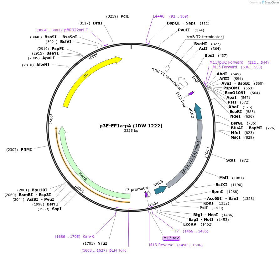 224526-plasmid-map-sequence-id-446907