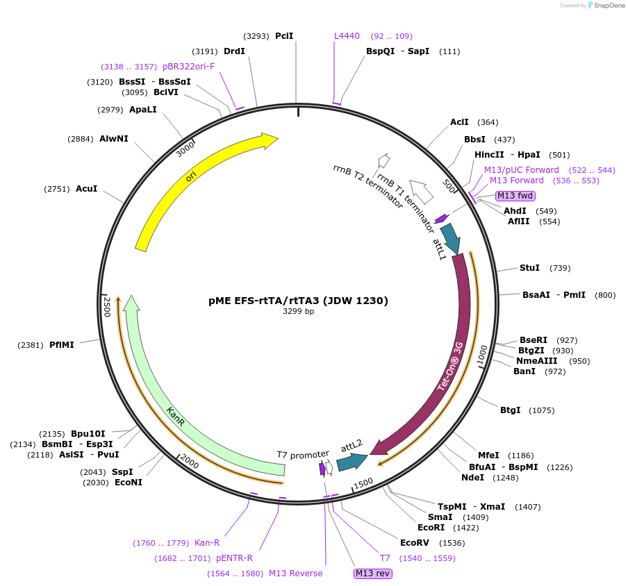 224525-plasmid-map-sequence-id-446908