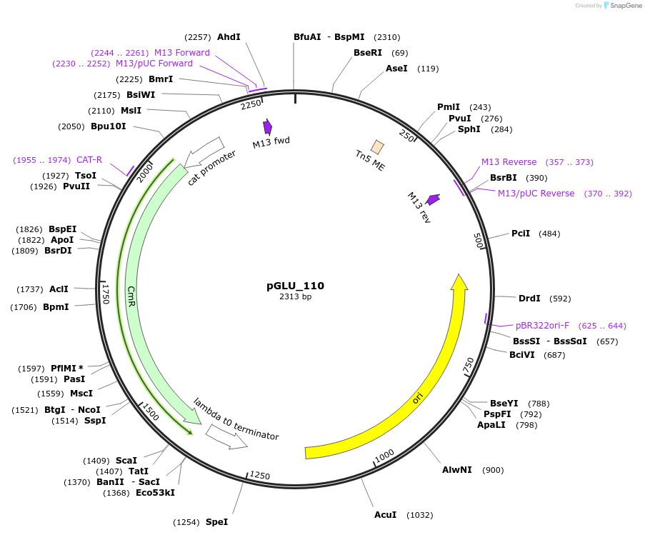 225791-plasmid-map-sequence-id-446909