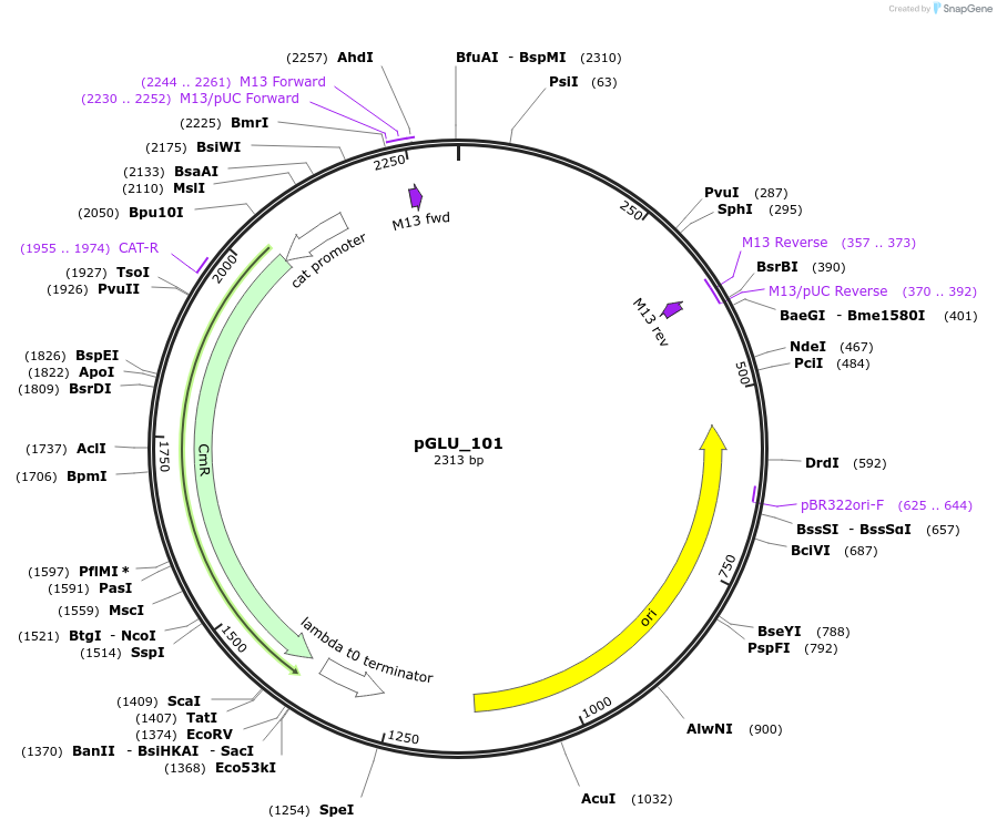 225814-plasmid-map-sequence-id-446911