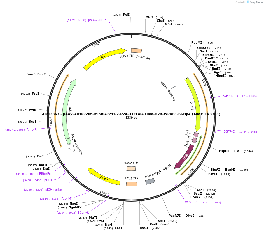 224172-plasmid-map-sequence-id-446916