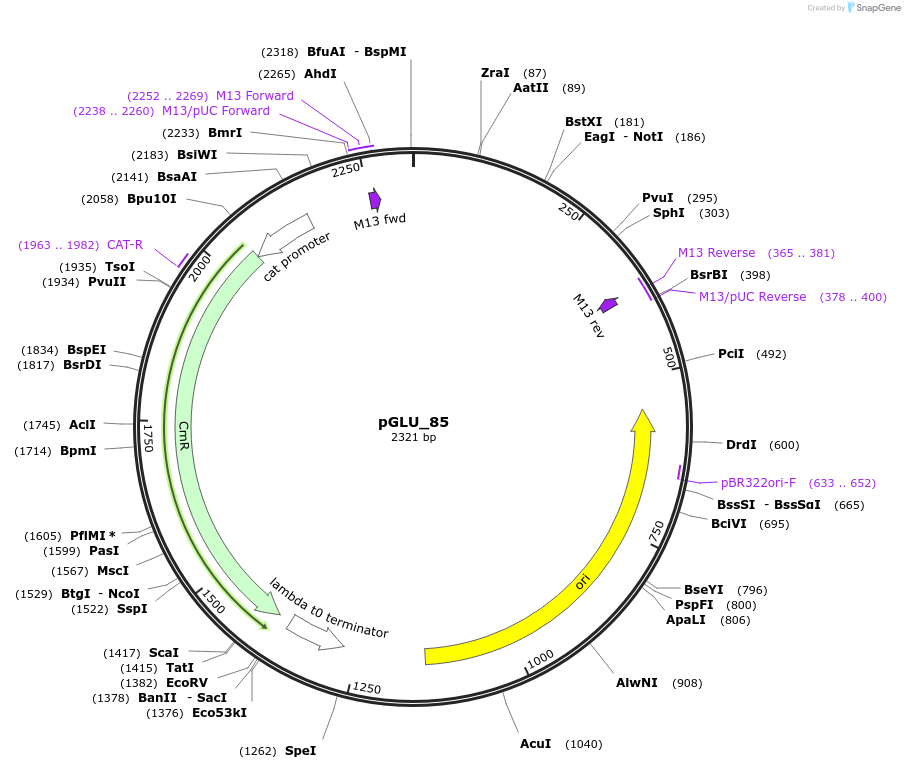 225800-plasmid-map-sequence-id-446917