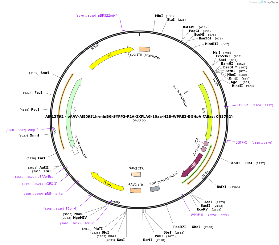 224175-plasmid-map-sequence-id-446920