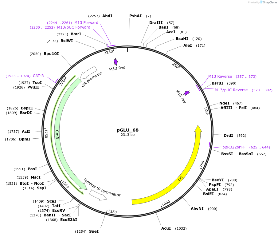 225771-plasmid-map-sequence-id-446923