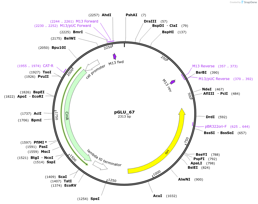 225770-plasmid-map-sequence-id-446924