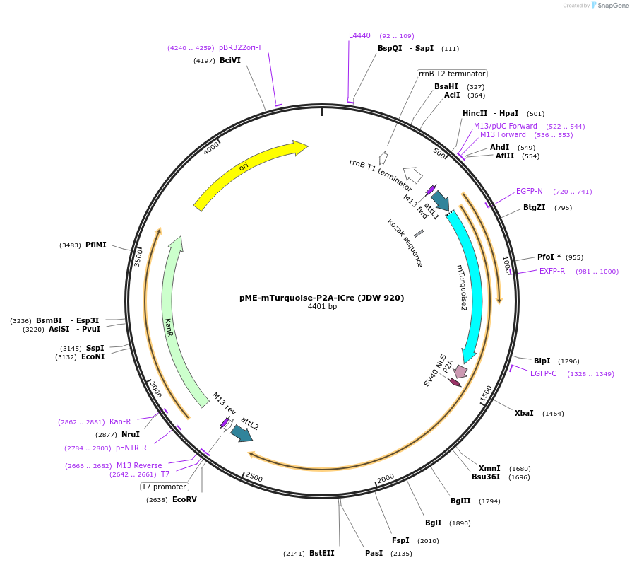 224518-plasmid-map-sequence-id-446925