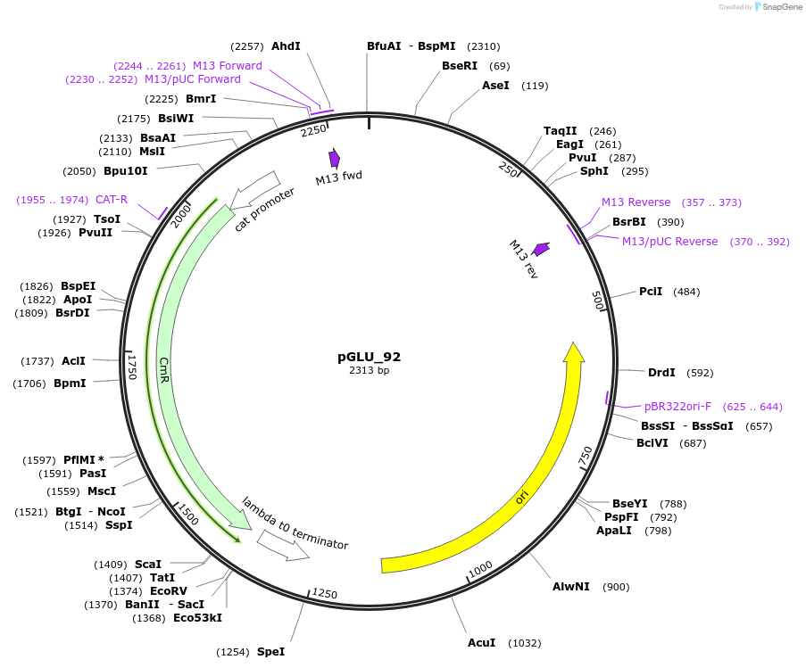 225806-plasmid-map-sequence-id-446928