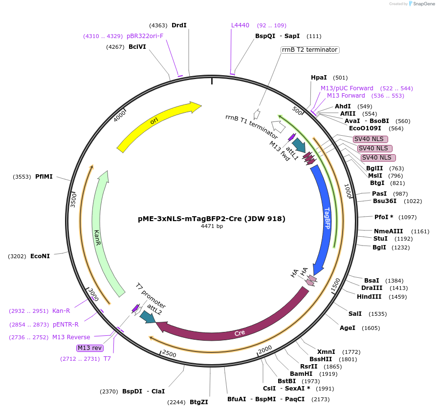224517-plasmid-map-sequence-id-446929