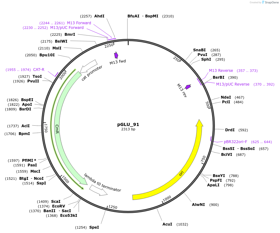 225805-plasmid-map-sequence-id-446931