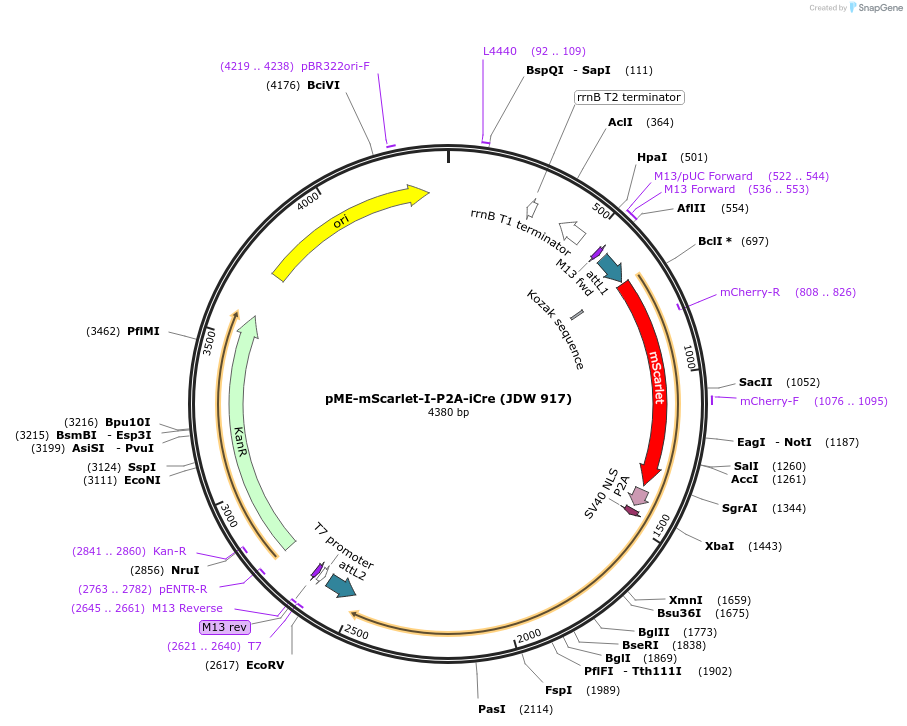 224516-plasmid-map-sequence-id-446932