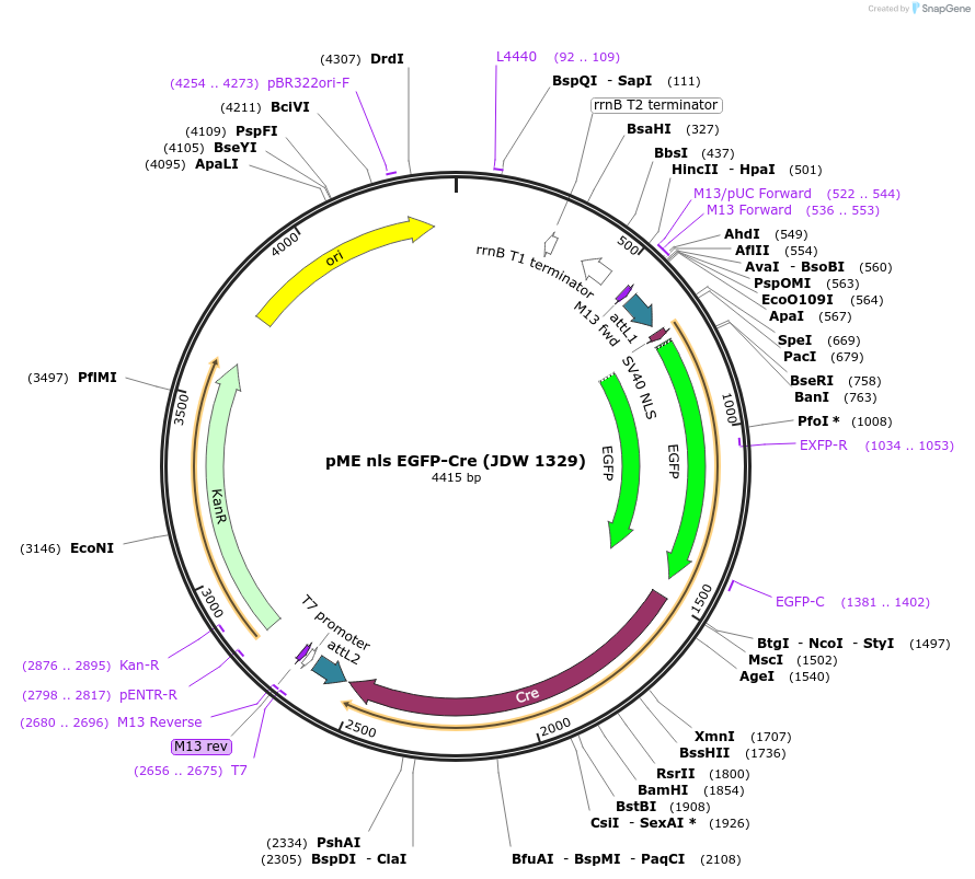 224515-plasmid-map-sequence-id-446936